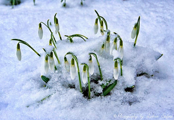 Frühlingsglöckchen vermehren sich mit Samen und Tochterzwiebeln. Fotografie von Lothar Seifert