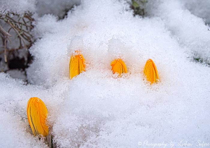 Gelber Krokus schaut aus dem Schnee hervor. Fotografie von Lothar Seifert