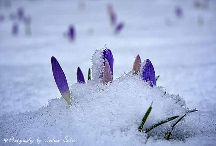 Schnee auf den blauen Blüten des Krokus. Fotografie von Lothar Seifert