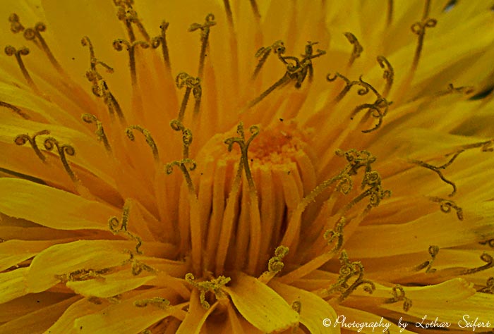 Staubgefäße einer Blüte vom Löwenzahn oder auch Pusteblume, Kuhblume. Fotografie von Lothar Seifert