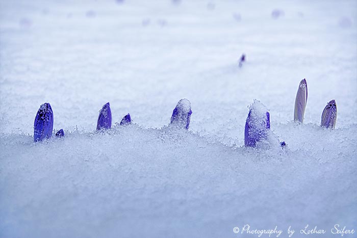 Winterlandschaft mit blauen Blüten des Krokus. Fotografie von Lothar Seifert