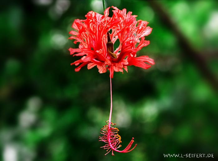 Exotische-Blüte mit Stempel, Narbe und Griffel. Fotografie von Lothar Seifert