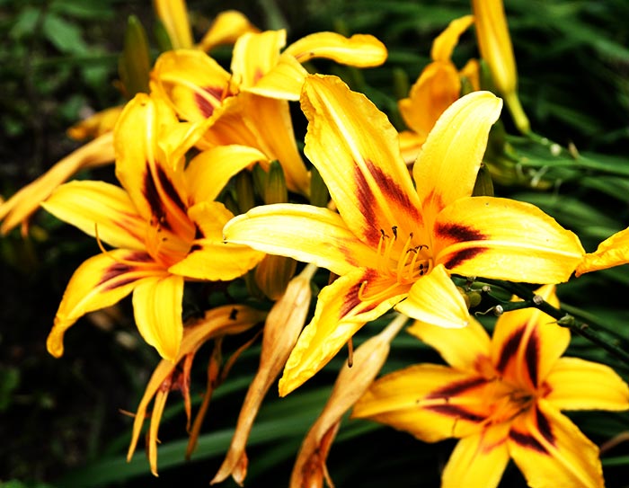 Lilien zählen zu den sehr schönen Blumen. Hier eine gelbe Lilie der etwa 110 Arten. Fotografie von Lothar Seifert