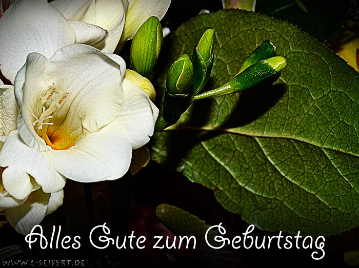 Blumengruß alles Gute zum Geburtstag und die besten Wünsche. Eine weiße Blume. Fotografie von Lothar Seifert