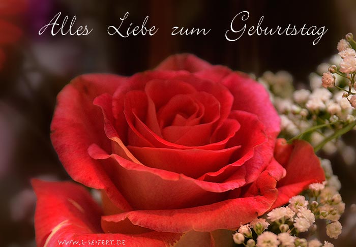 Geburtstagsgrüße, alles Liebe zum Geburtstag für Dich und eine rote Rose. Fotografie von Lothar Seifert