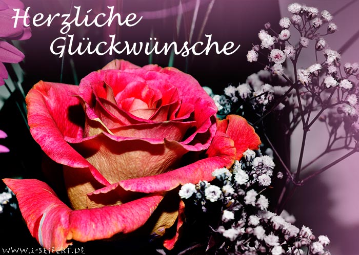 Glückwünsche. Herzlichen Glückwunsch für das neue Lebensjahr und eine rote Rose nur für Dich. Fotografie von Lothar Seifert