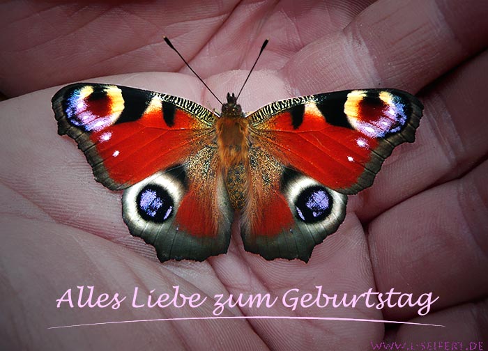 Liebe Grüße zum Geburtstag bringt Dir dieser Schmetterling. Fotografie von Lothar Seifert
