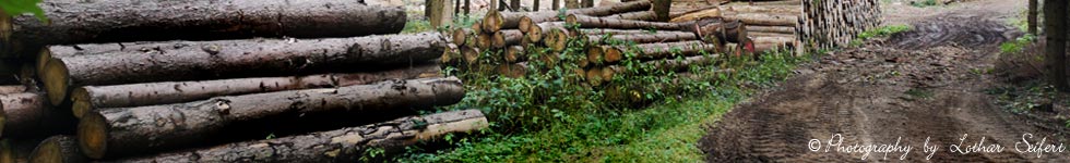 Borkenkäfer zerstören die Wälder