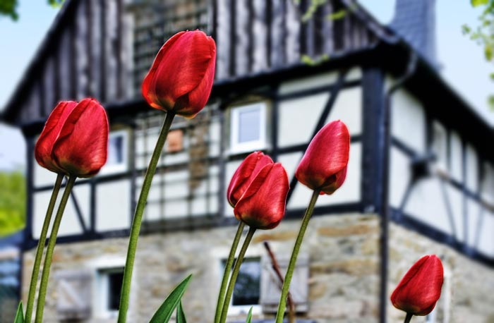 Fachwerkhaus in der Oberlausitz im Frühling mit Tulpen. Fotografie von Lothar Seifert