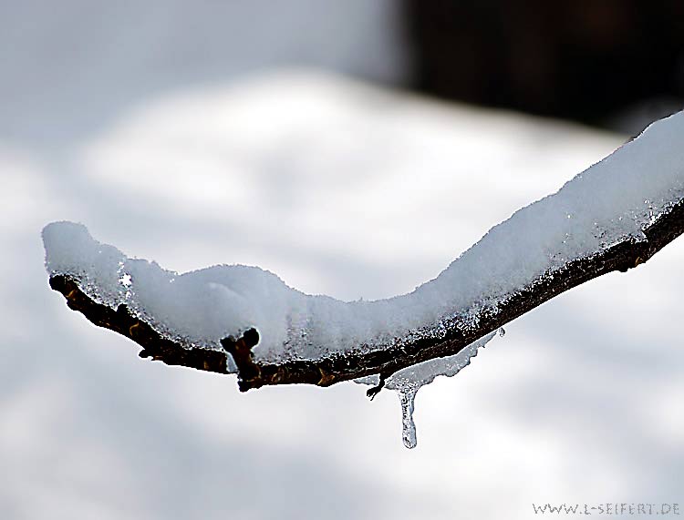 Ein Ast ohne Laub hält die Schneelast aus, ohne abzubrechen. Fotografie von Lothar Seifert