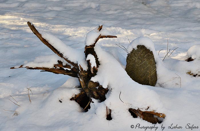 Baumwurzel unter Schnee begraben. Fotografie von Lothar Seifert