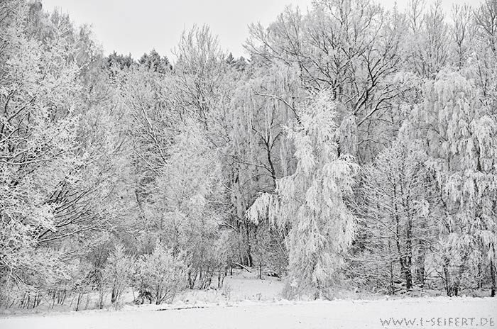 Bilder Winter. Ein Winterwald, überzogen mit Raureif. Fotografie von Lothar Seifert