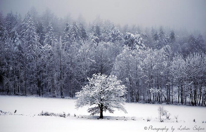 Ein Eichenbaum mit Schnee vor einem Winterwald. Fotografie von Lothar Seifert