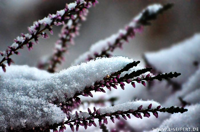 Erika im Schnee. Die frostharte Erika-Pflanze verträgt Kälte und Schnee im Winter. Fotografie von Lothar Seifert