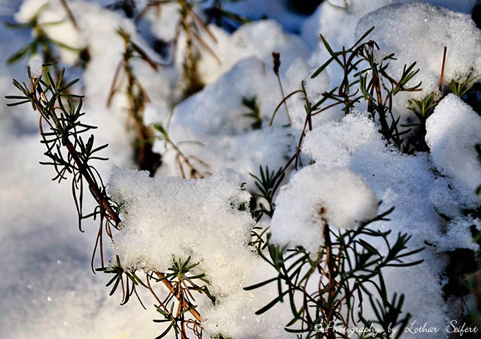 Lavendel im Garten mit Mützen aus Schnee. Fotografie von Lothar Seifert