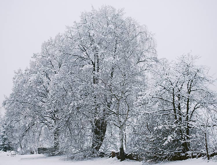 Ein Lindenbaum im Morgennebel. Winterbild. Fotografie von Lothar Seifert