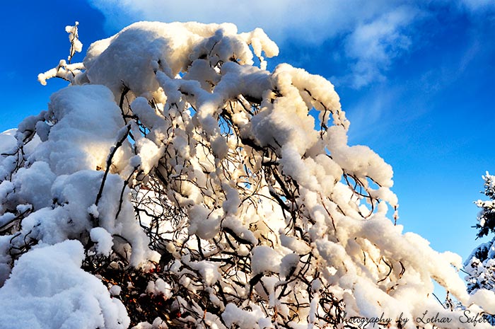 Neuschnee liegt auf den Zweigen. Fotografie von Lothar Seifert