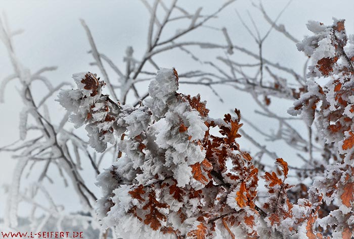 Raureif an einem Baum. Die Blätter der Eiche sind voller Eiskristalle. Fotografie von Lothar Seifert
