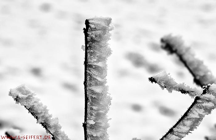 Raureif Eiskristalle an Ästen. Fotografie von Lothar Seifert