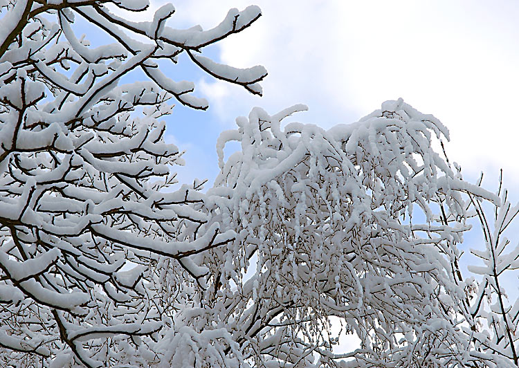 Schnee auf Zweigen. Ein Winterbild mit blauem Himmel Fotografie von Lothar Seifert