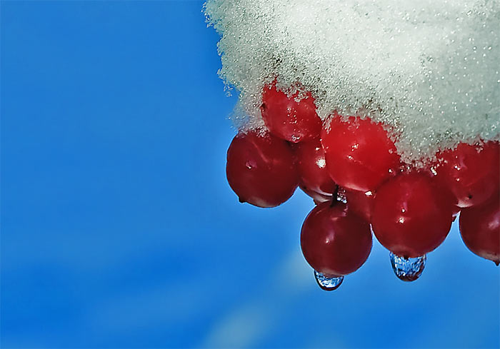 Die Früchte des Schneeball Strauches im Winter. Fotografie von Lothar Seifert