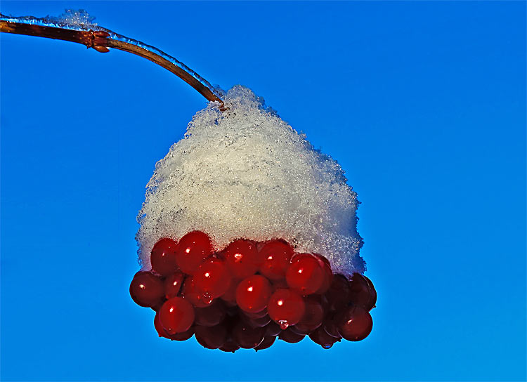 Schneeball mit einer Mütze aus Schneekristallen. Fotografie von Lothar Seifert