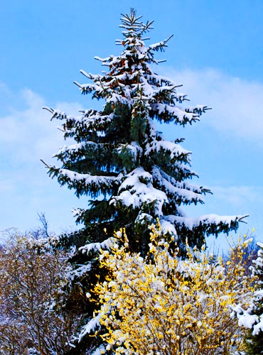 Tannenbaum, im Vordergrund eine blühende Forsythie. Fotografie von Lothar Seifert