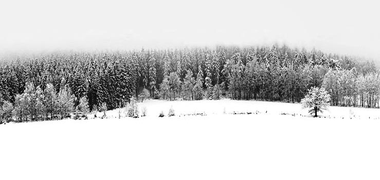 Im Wald hungern oft die Tiere, wenn der Winter zu lange andauert. Fotografie von Lothar Seifert