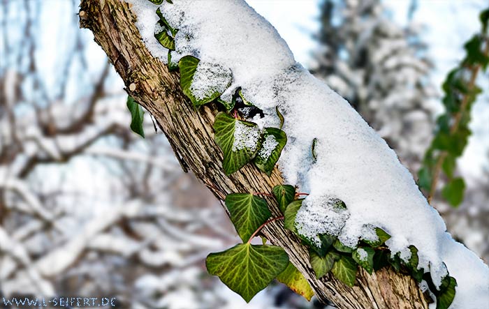 Winterbild, Schnee liegt auf grünem Efeu. Die Blätter sind frosthart. Fotografie von Lothar Seifert