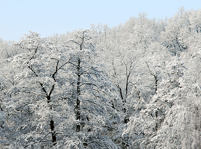 Im Winter durch den weißen Schnee im Winterwald wandern macht viel Spaß. Fotografie von Lothar Seifert