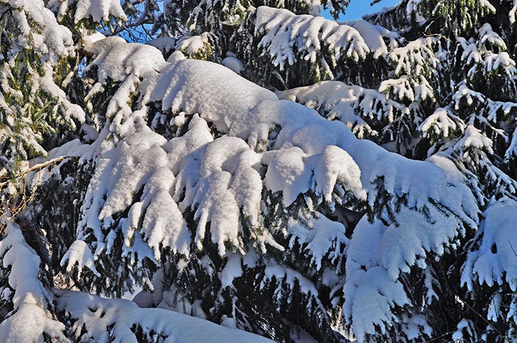 Winterwald, wie im Märchen sehen die Äste der Nadelbäume aus. Fotografie von Lothar Seifert